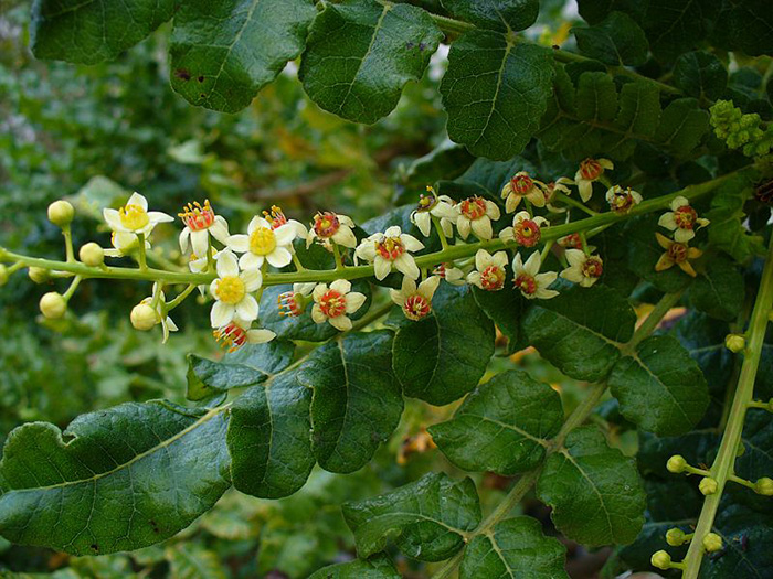 Cây thảo dược Boswellia