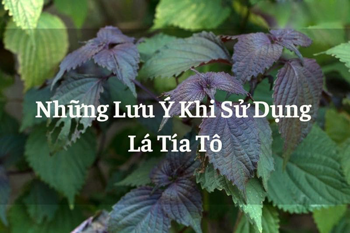 lưu ý khi sử dụng lá tía tô