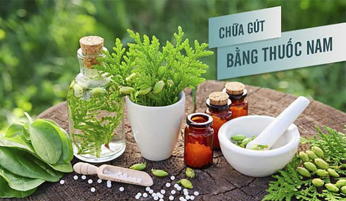 thảo dược trị gout có hiệu quả không?